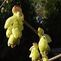 Corylopsis spicata