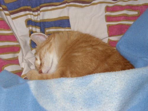 Bardzo śpiący kot :)))