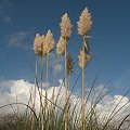 Cortaderia seolana