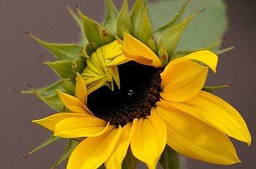 różne kwiatki ... :) słonecznik ... #kwiaty #ogród #makro #wiosna #słonecznik