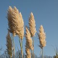 Cortaderia seolana