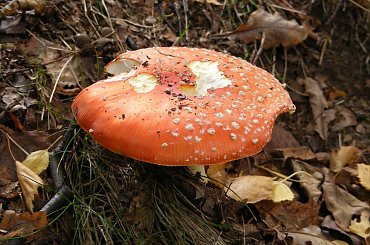 #grzyb #grzyby #muchomor #muchomory