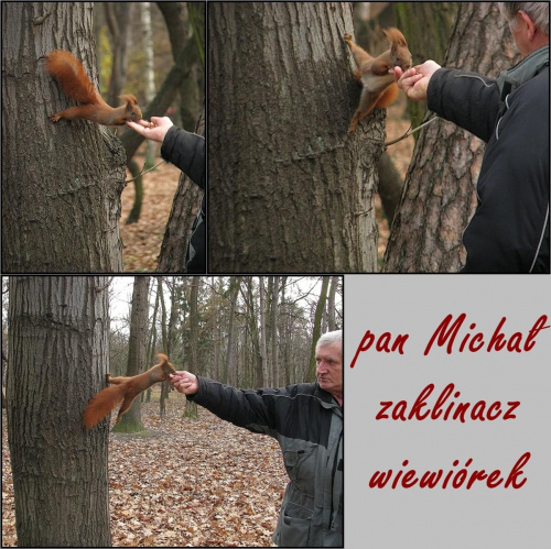 spotkaliśmy w parku człowieka, który wiewiórki przywołuje gwizdaniem i o połowie z nich potrafi wiele powiedzieć :)