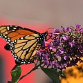 Wedrujacy monarcha #motyle