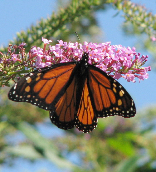 Wedrujacy monarcha #motyle