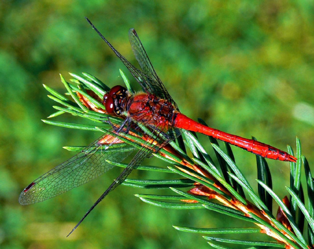 #ważka #natura #przyroda #fauna