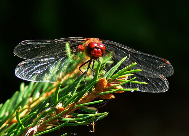 #ważka #natura #przyroda #fauna