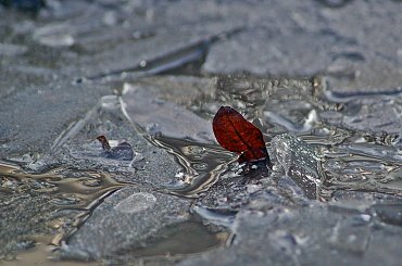 #liść #lód #mróz