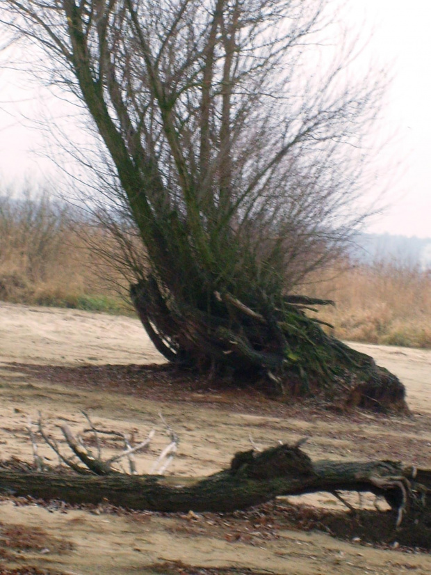Sztuczne jezioro powala stare, przedwojenne drzewa.