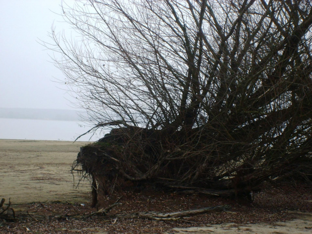 Sztuczne jezioro powala stare, przedwojenne drzewa.