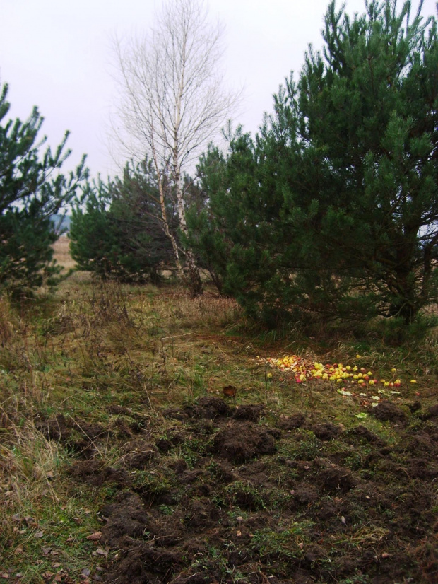 Dokarmianie dzików i saren.