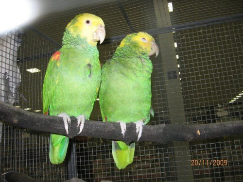 Amazonka żółtogłowa. #papugi