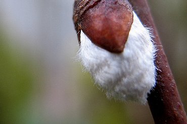 ... :)) #wierzba #bazie #jesień #makro #ogród