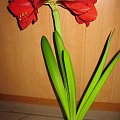 amarylis