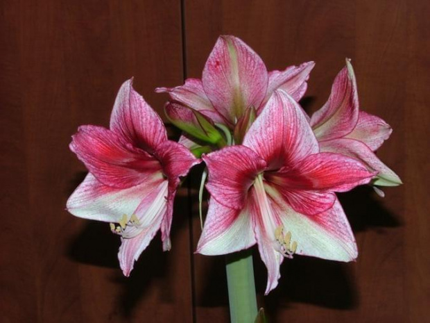 odmiana 'Tosca' - 22 grudnia 2009 #amarylis #Hippeastrum #hydroponika #Tosca