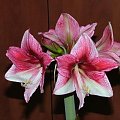 odmiana 'Tosca' - 22 grudnia 2009 #amarylis #Hippeastrum #hydroponika #Tosca