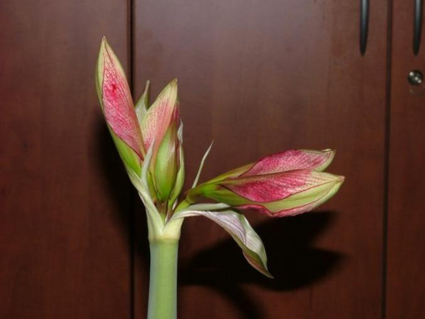 odmiana 'Tosca' - 17 grudnia 2009 #amarylis #Hippeastrum #hydroponika #Tosca