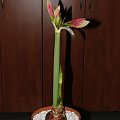 odmiana 'Tosca' - 17 grudnia 2009 #amarylis #Hippeastrum #hydroponika #Tosca