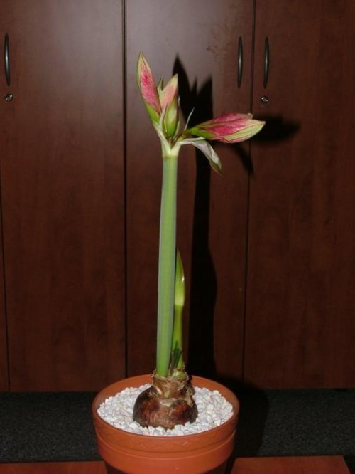 odmiana 'Tosca' - 17 grudnia 2009 #amarylis #Hippeastrum #hydroponika #Tosca