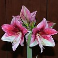 odmiana 'Tosca' - 21 grudnia 2009 #amarylis #Hippeastrum #hydroponika #Tosca