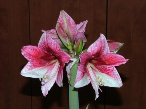 odmiana 'Tosca' - 21 grudnia 2009 #amarylis #Hippeastrum #hydroponika #Tosca