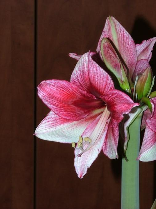 odmiana 'Tosca' - 21 grudnia 2009 #amarylis #Hippeastrum #hydroponika #Tosca