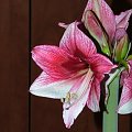 odmiana 'Tosca' - 21 grudnia 2009 #amarylis #Hippeastrum #hydroponika #Tosca