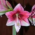 odmiana 'Tosca' - 21 grudnia 2009 #amarylis #Hippeastrum #hydroponika #Tosca