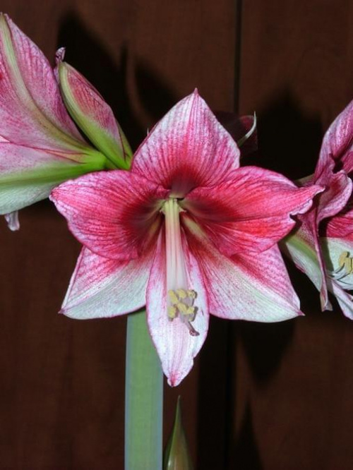 odmiana 'Tosca' - 21 grudnia 2009 #amarylis #Hippeastrum #hydroponika #Tosca