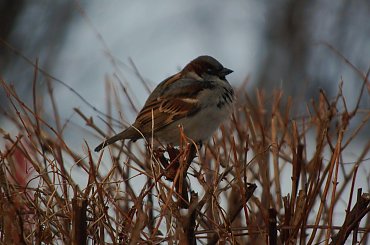 mój pierwszy w życiu Elemelek:) #wróbel #ptak