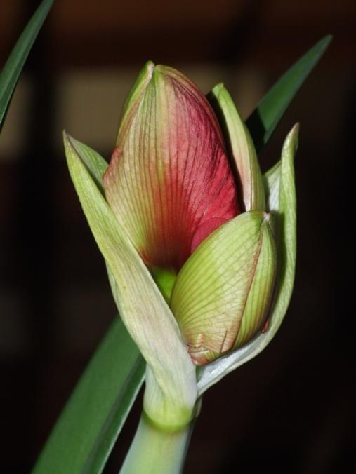 odmiana 'Cherry Nymph' - 22 grudnia 2009 #amarylis #Hippeastrum #hydroponika #CherryNymph