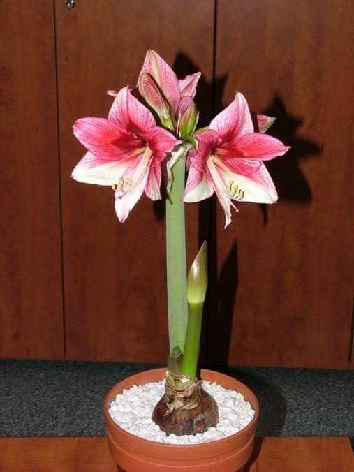 odmiana 'Tosca' - 21 grudnia 2009 #amarylis #Hippeastrum #hydroponika #Tosca