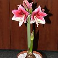 odmiana 'Tosca' - 21 grudnia 2009 #amarylis #Hippeastrum #hydroponika #Tosca