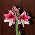 odmiana 'Tosca' - 21 grudnia 2009 #amarylis #Hippeastrum #hydroponika #Tosca