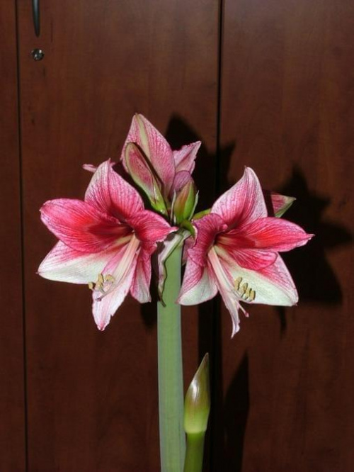 odmiana 'Tosca' - 21 grudnia 2009 #amarylis #Hippeastrum #hydroponika #Tosca