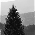 Blisko, dalej, najdalej ... #Krynica #Wierchomla #góry #widoki #panorama #drzewa #natura #jesień