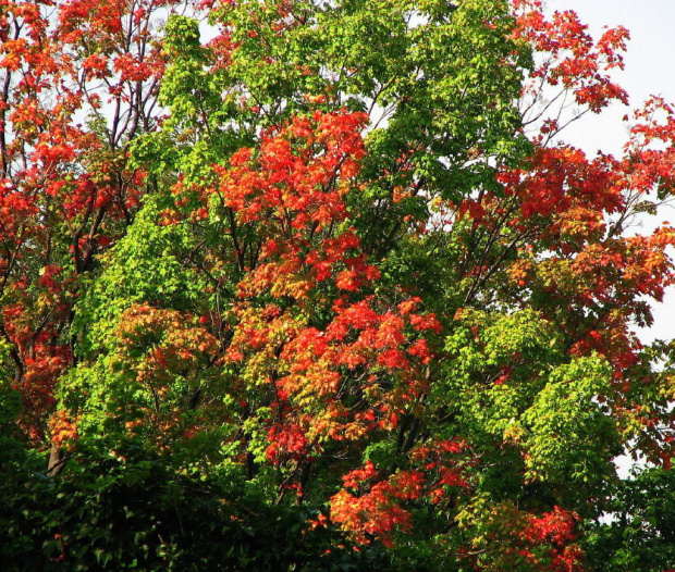 Teraz pani JESIEN maluje nam swiat w swoich kolorach
Klon czerwony 'Red Sunset' Acer rubrum 'Red Sunset' #liscie