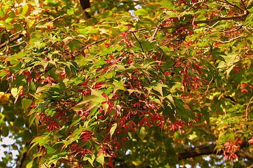 Teraz pani JESIEN maluje nam swiat w swoich kolorach.
Ambrowiec amerykański Liquidambar styraciflua #LiscieIOwoce