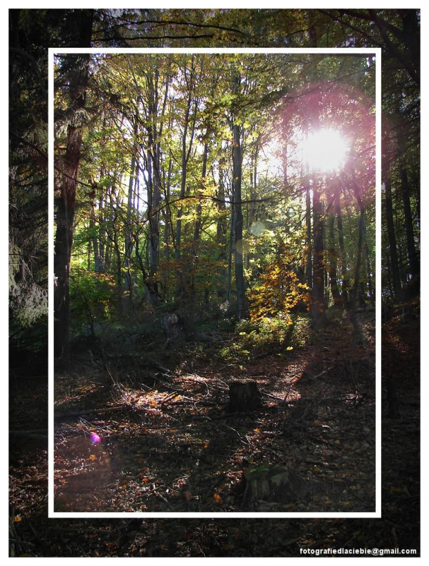 Przebijające się słońce w gęstwinie zarośli #Krynica #Wierchomla #góry #widoki #panorama #drzewa #natura #jesień