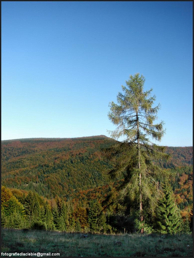 W samotności ... #Krynica #Wierchomla #góry #widoki #panorama #drzewa #natura #jesień