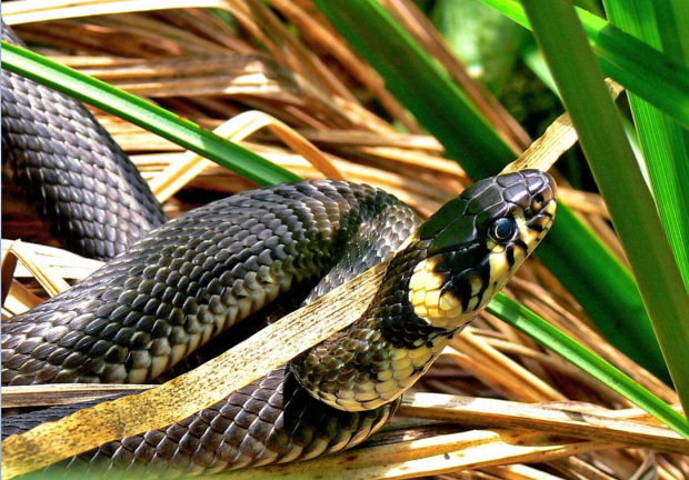 #węże #zwierzęta #fauna #pzyroda #natura