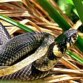#węże #zwierzęta #fauna #pzyroda #natura