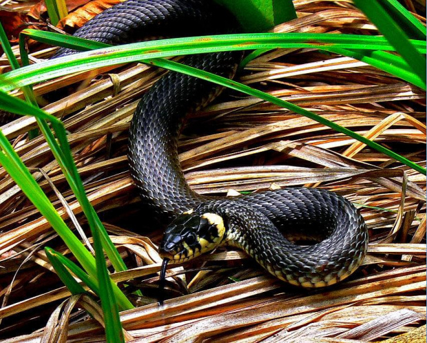 Pokazał mi język... #węże #zwierzęta #fauna #pzyroda #natura