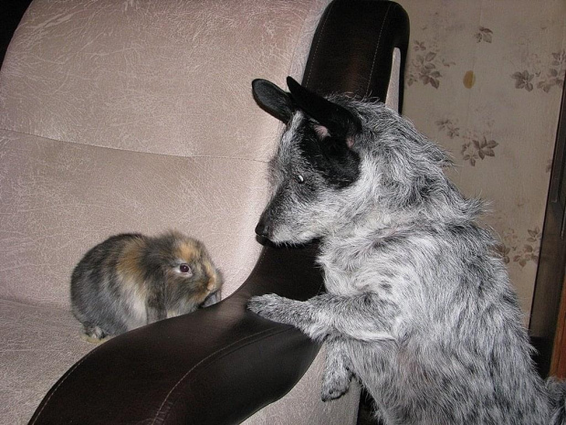 Mycha lubi takie koleżanki, jak była malutka to razem z nią po pokoju biegała świnka morska i królisia, one ją nauczyły że gryzoni lepiej nie zaczepiać ale pobawić się razem można :))