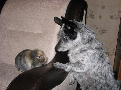 Mycha lubi takie koleżanki, jak była malutka to razem z nią po pokoju biegała świnka morska i królisia, one ją nauczyły że gryzoni lepiej nie zaczepiać ale pobawić się razem można :))