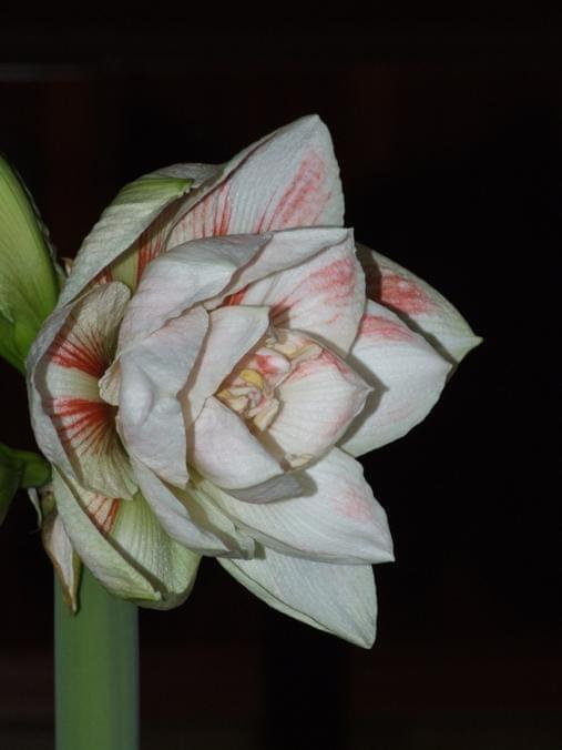 odmiana 'Nymph' - 25 grudnia 2009 #amarylis #Hippeastrum #hydroponika #Nymph