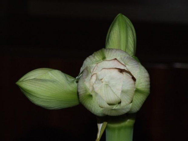 odmiana 'Nymph' - 24 grudnia 2009 #amarylis #Hippeastrum #hydroponika #Nymph