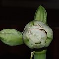 odmiana 'Nymph' - 24 grudnia 2009 #amarylis #Hippeastrum #hydroponika #Nymph