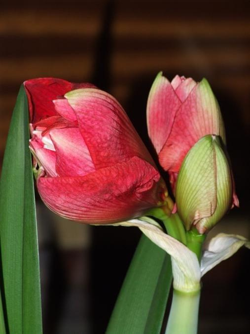 odmiana 'Cherry Nymph' - 24 grudnia 2009 #amarylis #Hippeastrum #hydroponika #CherryNymph