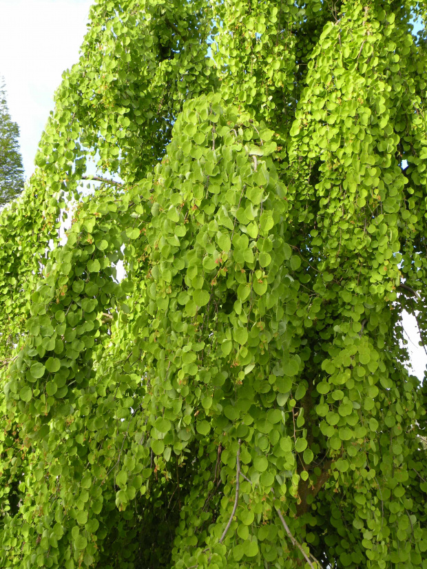 Cercidyphyllum f. pendulum